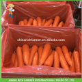 Ausgezeichnete chinesische frische Karotte